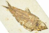Detailed Fossil Fish (Knightia) - Wyoming #367457-1